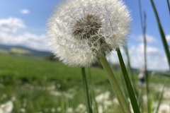 IMG_4461