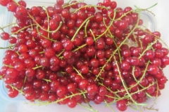 rybizove_pochutnani_008