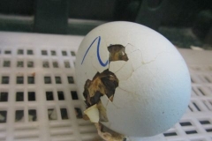 u-kamarada-lukaska02