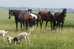 u-kamarada-lukaska04